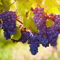 Grape Vine Live Plant 1-2 Year Old, Sweet Grape Plant Live for Growing, Grape Fruit Well Rooted Plant Bareroot (Concord Grape)
