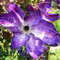 Purple White Clematis Live Plant in 2.5" Pot, Flowering Climbing Clematis Vine Starter for Outdoor Garden and Trellis, Well Rooted