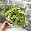 Wandering Jew Tradescantia Velvet Plant Live in 3.5" Pot, Cold Hardy, Indoor Outdoor Spring Planting