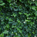 Green English Ivy Plant Live, Trailing Ivy Plant 4'' Pot, Climbing Houseplant for Growing Indoor Outdoor