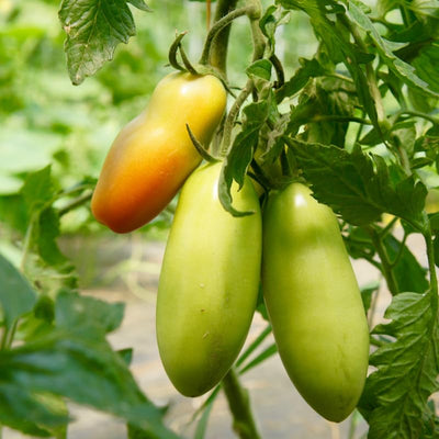 San Marzano Tomato Plant Live in 4" Pot, 4-6 Inch Tall Starter Plant, Live Tomato Seedlings for Garden and Container Growing