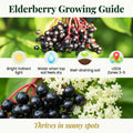 2 Black Elderberry Trees Live Plants, Backyard Berry Plant, 10-12 Inch Tall