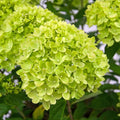 Green Hydrangea Bush Plant Tree Live Flowering Shrub Hardy Starter Plant Size 5 to 11 Inches in Tall, Green Color Blooms, Domant, Winter Hardy
