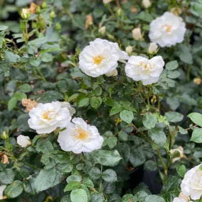 White Rose Bushes Ready to Plant, Climbing Roses Live Plants Fragrant, 6-8 Inc Tall in Pot, Year-Round Blooming, Can Grow as Bush or Climber