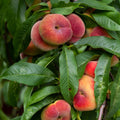 Donut Peach Live Plant, Outdoor Garden Fruit Tree, 1-2 Ft Tall