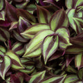 Tradescantia Plant, Silver Wandering Jew Plant Live in 2.5 Inches Pot, Live House Plant