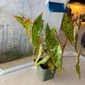 Begonia Live Plant, Begonia Plant, Begonias Live Plant Indoor, Begonia Plant Live, Begonia Houseplant 2.5 Inch Pot