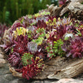 3 Hens and Chicks Succulent Plants Live Outdoor Indoor 2 Inch Pot, Hens & Chicks Plant Live Houseplant, 3 Different Plants