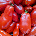 Tomato Plants Live for Planting, Long Red Tomato Plant, 6-8 Inc Tall, Tomatoes for Indoor Outdoor Planting