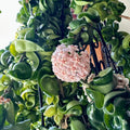 Hoya Hindu Rope Plant Live, Hoya Plant Live Houseplants 3 Inches Potted