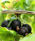 1 Black Velvet Gooseberry Plant Live, Black Gooseberry Bush Live Plant for Planting Your Garden, Gooseberry Shrub Starter Plant 5-9 Inc Tall