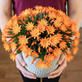 Orange Easter Cactus Live Plant, Hardy Perennial Easter Cactus, Vibrant Blooming Spring Cactus, Indoor Houseplant, Flowering Holiday Cactus, 4–6 Inch Tall