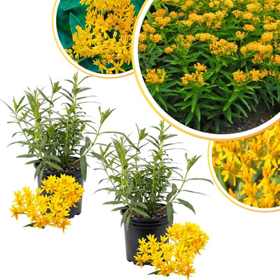 2 Yellow Milkweed Plants Live Butterfly Asclepias Tuberosa, Wildflowers Perennial Bush, Swamp Common Plant, 5-9" in Tall, No Pot