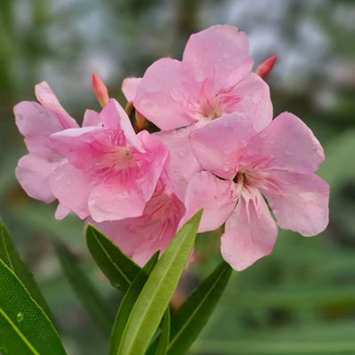 2 Live Pink Oleander Plants, Flowering Shrub with Fragrant Pink Blooms, 4 to 8 Inc, Starter Plant for Garden Growing