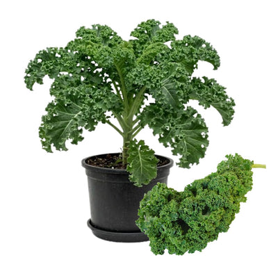 Kale Plants Live in 4 Inch Pot, Kale Seedling from 3 to 5 Inches Tall, Well Rooted, Hardy Vegetable for Outdoor Planting, 3 Plants Per Pot