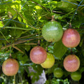 Passion Fruit Plant Live 4-7 Inch, Passionfruit Vine for Outdoor Garden, Tropical Climbing Vine for Trellis, Fence or Backyard Growing (Purple Passionfruit)