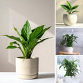 Peace Lily Tree Live Plant, Peace Lily Plant Live, White Flower, 5-9 Inches Tall, 4 Inch Pot for Indoor Planting
