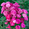 Bright Pink Rose Bushes Ready to Plant, Climbing Roses Live Plants Fragrant, 6-8 Inc Tall in Pot, Year-Round Blooming, Can Grow as Bush or Climber