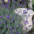 4 Lavender Plants Live Outdoor Indoor, Cold Hardy Fragrant Perennial Herb for Garden and Landscape, 4-8 Inch Tall (Blue Lavender)