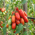 Red Tomato Live Plant, Tomato Plant Live, Long Red Sweet Fruit Plants from 4-7 Inches in Height, 4 Inch Pot for Growing