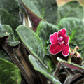 Red African Violet Plant Live, 4 Inch Pot, Indoor Flowering Plant