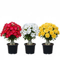 3 Assorted Desert Rose Plants Live, Adenium Desert Rose Live Plant, 5 to 7 Inches Long, Cactus Succulent Plant Perennial Flowering