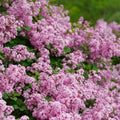 Pink Lilac Bushes Ready to Plant, Lilac Syringa Trees Live Plants, Fragrant Shrub for Planting, 9 Months Old Tree