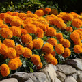Bright Orange Marigold Plants Live, Marigold Flowering Plant 3-5'' Tall, 2 Plants per Pot, Zones 9-11
