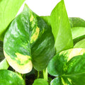 Golden Pothos Plant Live in 4 in Potted, House Plant for Growing, Pothos Live Plant Pot
