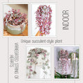Ceropegia Woodii Variegated String of Hearts Plant Live, Trailing Succulent Vine, Rare Live Indoor Plant in Pot