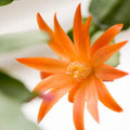 Easter Cactus Plant in 4'' Pot, Spring Blooming Succulent, Holiday Cactus, Indoor Flowering Houseplant (Orange Blooms)