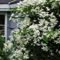 Clematis Vine Plants Live in Pot, 8 Months Old Seedlings Climbing Flowering, Outdoor Trellis Fences, Cold Hardy (Sweet Autumn Clematis)