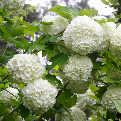 Old Fashion Snowball Viburnum Plant White Viburnum Shrub in 4 Inch Pot Viburnum Highbush Starter Plant