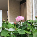 Fragrant Rose Plant Live Bush Shrub or Climbing, Old-Fashioned Roses Summer Rebloomer in 2.5 Inch Pot, Lanscape Rose Plant (Assorted) (Pink Shrub)