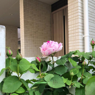 Fragrant Rose Plant Live Bush Shrub or Climbing, Old-Fashioned Roses Summer Rebloomer in 2.5 Inch Pot, Lanscape Rose Plant (Assorted) (Pink Shrub)