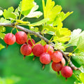 Gooseberry Plant Live to Grow, Gooseberry Bushes Live Plant 5 to 9 Inch Height, Gooseberries Fruit Well Rooted