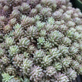 Blue Sedum Plant Live, Sun Succulent Live Plant Creeper 2.5 Inch Container, Moss Sedum Ground Cover