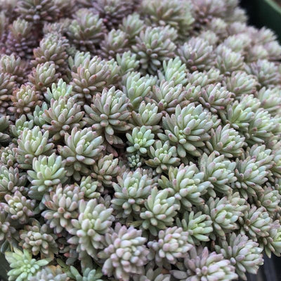 Blue Sedum Plant Live, Sun Succulent Live Plant Creeper 2.5 Inch Container, Moss Sedum Ground Cover