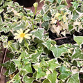 Variegated Ivy Plant Live, Trailing Ivy Plant 4'' Pot, Climbing Houseplant for Growing Indoor Outdoor