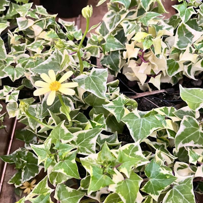 Variegated Ivy Plant Live, Trailing Ivy Plant 4'' Pot, Climbing Houseplant for Growing Indoor Outdoor