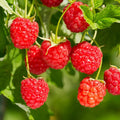 Raspberry Plant Live for Planting 6 to 12 Inch Height, Raspberry Bush Live Plant to Grow, Sweet Raspberries Seedling (Heritage Raspberry)