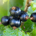 Black Currant Bush Live Plant Well Rooted 5-9 Inc Tall, Black Currant Berry Plant Live, Currant Tree, 1 Year Bare Root