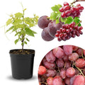 Seedless Grape Vine Live Plant for Planting, 6-10" Potted, Cold Hardy, Spring Fast-Growing and High Yielding (Red Grapes Variety)