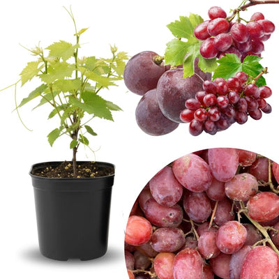 Seedless Grape Vine Live Plant for Planting, 6-10" Potted, Cold Hardy, Spring Fast-Growing and High Yielding (Red Grapes Variety)