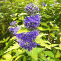 Live Blue Bluebeard Plant Shrub Bush Flower Plant, Caryopteris Plant in 4 Inc Pot