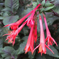 2 Red Fuchsia Plants Live, Hardy Fuchsia Flower for Hanging Baskets and Containers, Plugs 3-5" Tall