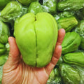 Chayote Squash Plant Live, Chayote Plant, Edible Vegetable Vine Plants, 7 to 9 Inc Tall, Gallon Pot, Outdoor Indoor Garden