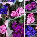 01 Random African Violet Plants Live in Pot, 01 Flowering Violets Indoor Outdoor Blooming, Vibrant Color Houseplant Décor Year-Round