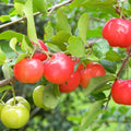 Barbados Cherry Tree Live Plant, Cherry Plant, Sweet Cherries Seedling in 4 Inches Pot, 4-7 Inches Tall, Indoor Outdoor Growing