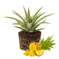 Set of 2 Pineapple Live Plant, Pineapple Gold Fruit Tree Plant, Sweet Fruit, 4-7 Inches Tall for Growing